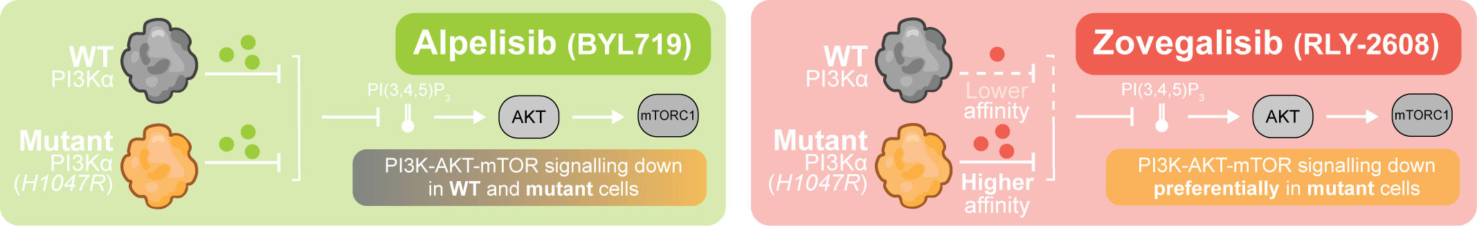 Comparison of alpelisib inhibition in wild-type and mutant cells with zovegalisib preferential inhibition in PIK3CA H1047R mutant cells.