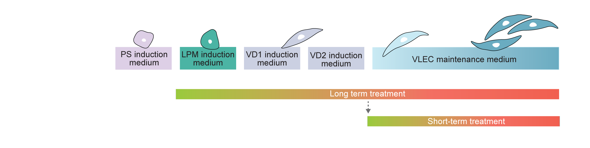 Differentiation workflow and long- and short-term inhibitor treatment timeline, including inhibitor addition and replenishment times.